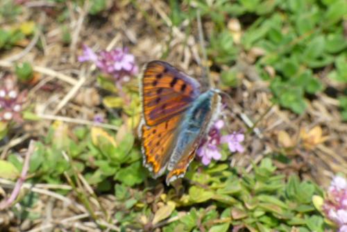 Réf. 289 552 : Lycaena alciphron